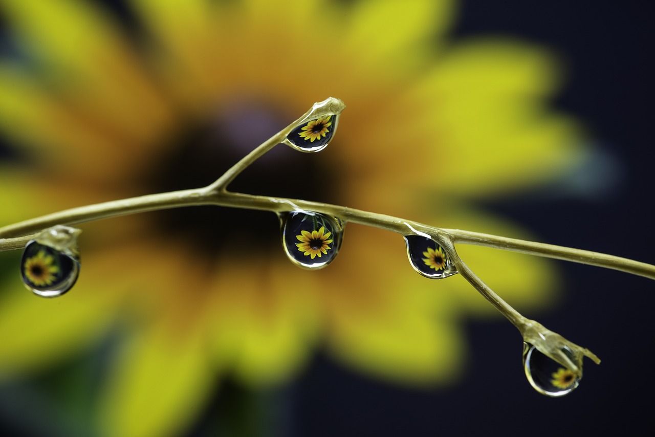 Dance of Life